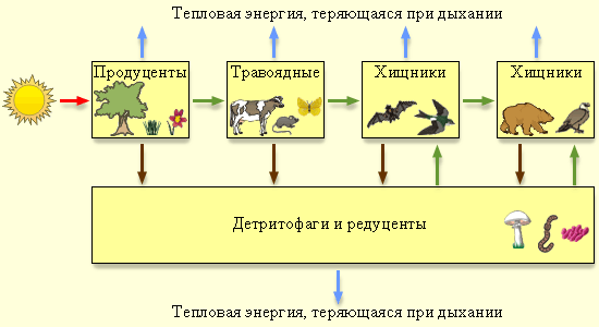 Поток энергии через типичную пищевую цепь. 