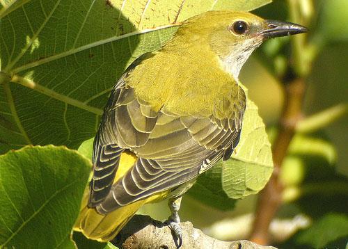 Обыкновенная иволга / Oriolus oriolus / Golden oriole / Птицы Европы