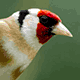 Щегол, или черноголовый щегол (Carduelis carduelis)