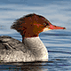 Большой крохаль (Mergus merganser)