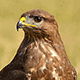 Канюк (Buteo buteo)