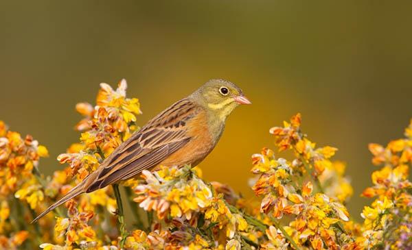 Садовая овсянка (Emberiza hortulana) — Птицы Европейской части России