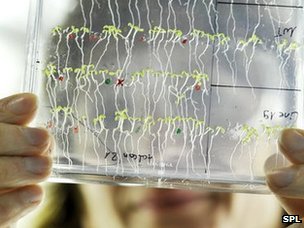 Arabidopsis THALIANA: модельное растение для научных экспериментов