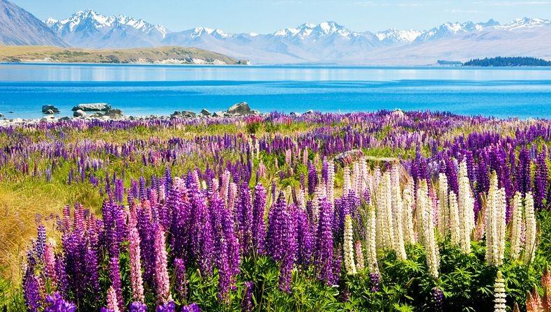 Цветы на озере Текапо, Новая Зеландия (7)