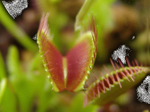 Самые жуткие растения нашей планеты