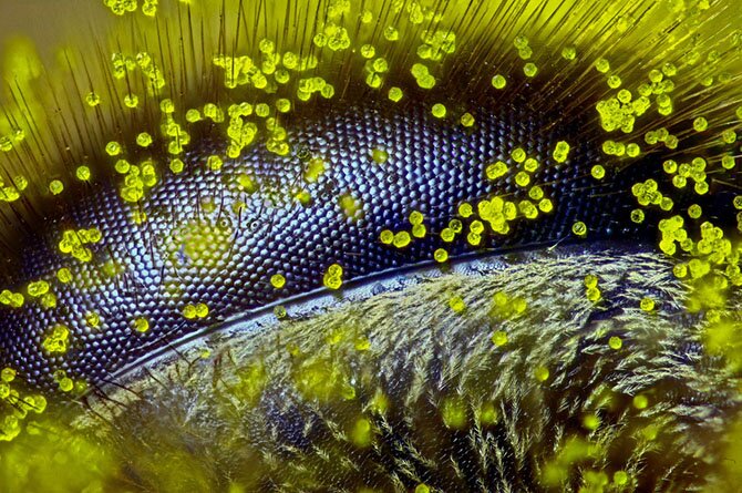 Конкурс микрофотографии Nikon Small World 2015