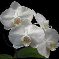 Phalaenopsis amabilis