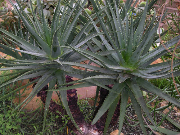 Алоэ сокотрийское (Aloe socotrina). Фото: Елена Маланкина