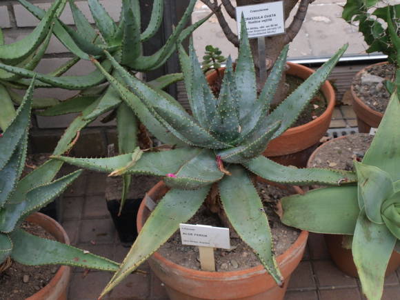 Алоэ устрашающее (Aloe ferox). Фото: Рита Бриллиантова