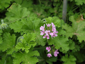 Пеларгония головчатая Attar of Roses