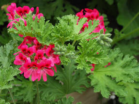 Пеларгония розовая Red-Flowered Rose