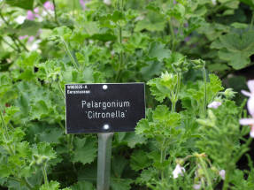 Пеларгония душистая Citronella