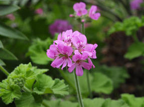 Пеларгония душистая Round Leaf Rose