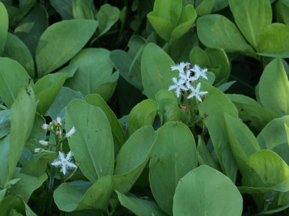 Вахта трехлистная (Menyanthes trifoliata)