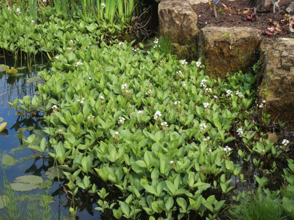 Вахта трехлистная (Menyanthes trifoliata)