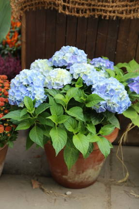 Гортензия крупнолистная (Hydrangea macrophylla)