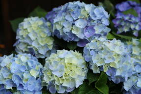 Гортензия крупнолистная (Hydrangea macrophylla)