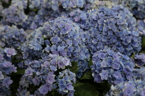 Гортензия крупнолистная (Hydrangea macrophylla) Together