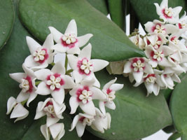 hoya_calycina