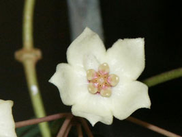 Hoya oreostemma