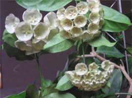 Hoya campanulata