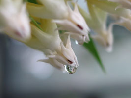 Hoya multiflora