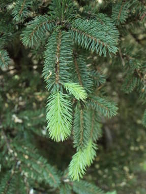 Пихта белая (Abies alba)