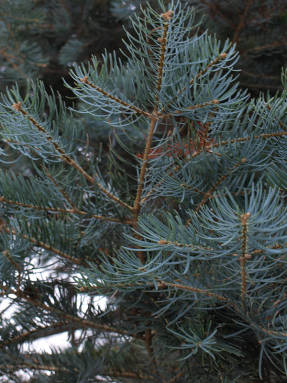 Пихта одноцветная (Abies concolor)