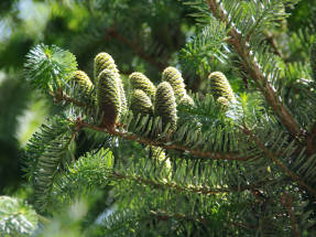 Пихта бальзамическая (Abies balsamea)