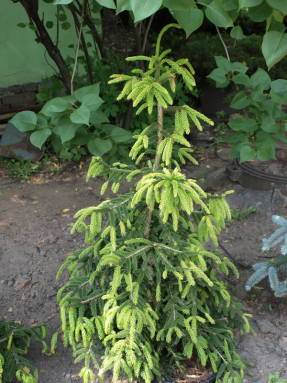 Ель восточная Aureospicata