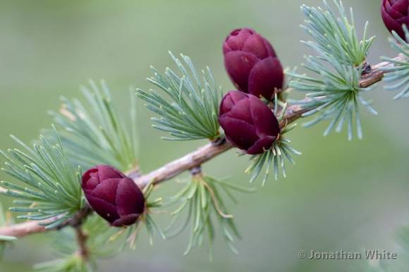 Лиственница американская