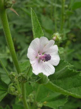 Алтей лекарственный (Althaeae officinalis)