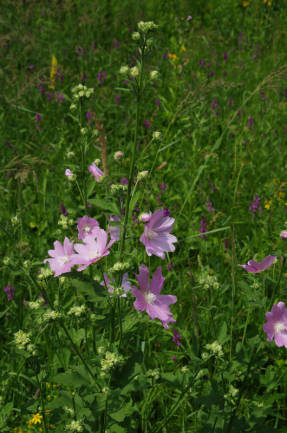 Алтей армянский (Althaeae armeniaca)