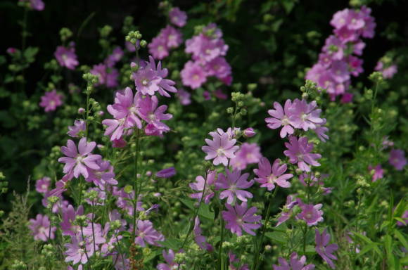 Алтей армянский (Althaeae armeniaca)