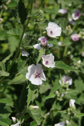 Алтей лекарственный (Althaeae officinalis)