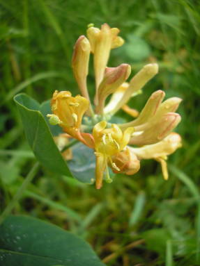 Жимолость сизая (Lonicera dioica)