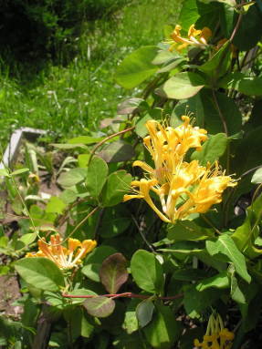 Жимолость Тельмана (Lonicera tellmanniana)