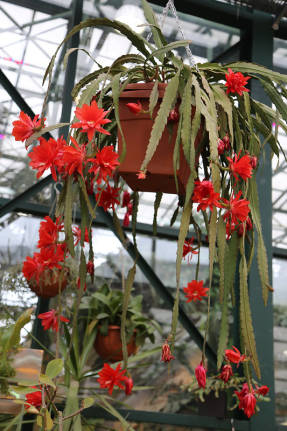 Disocactus x hybridus 'Ackermannii'