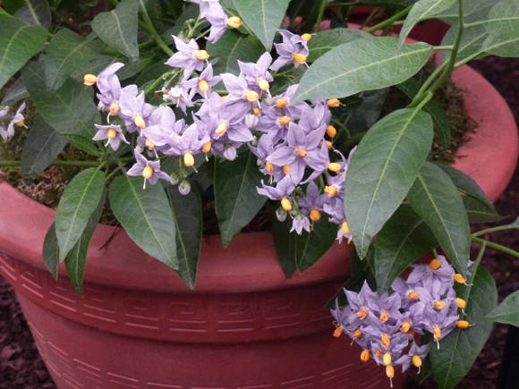 Паслен курчавый Solanum crispum Glasnevin