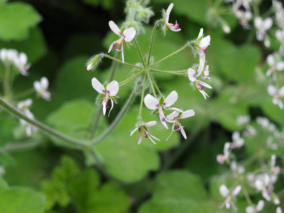 Пеларгония войлочная Pelargonium tomentosum (видовая)