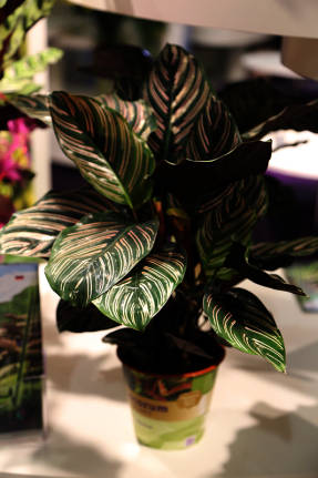 Калатея украшенная (Calathea ornata)