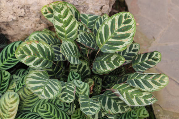 Калатея Макоя (Calathea makoyana)