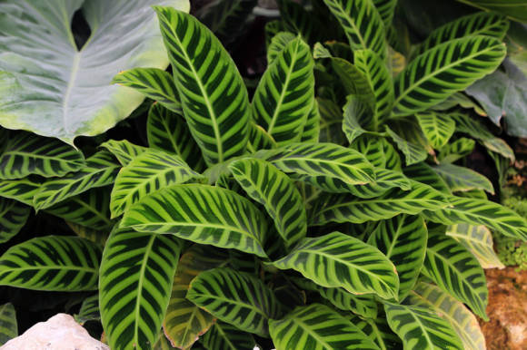 Калатея полосатая (Calathea zebrina)