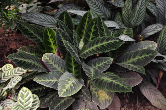 Калатея Варшевича (Calathea warscewiczii) 