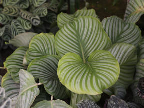 Калатея круглолистная (Calathea orbifolia)