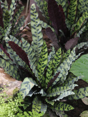 Калатея ланцетолистная (Calathea lancifolia)