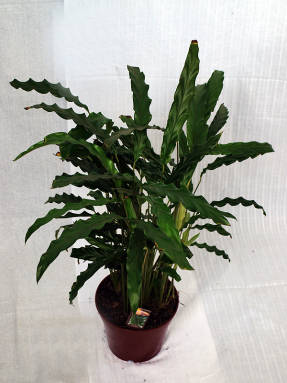 Калатея рыжебородая (Calathea rufibarba) Blue Grass