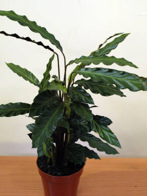 Калатея рыжебородая (Calathea rufibarba) Wavestar