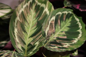 Калатея розовато-раскрашенная (Calathea roseopicta) Medallion