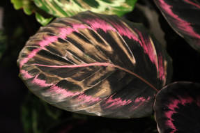 Калатея розовато-раскрашенная (Calathea roseopicta) Surprise Star